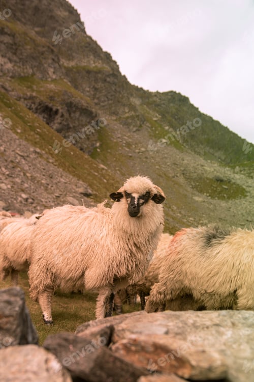 Preview: A Vertical Shot Of A Flock Of Sheep Grazing Near The Lake