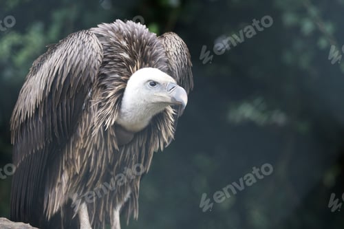Preview: A Closeup Of A Griffon Vulture, A Bird Of Prey