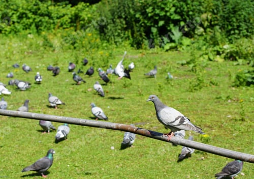 Preview: A Beautiful Rock Dove Sitting On A Thin Tree Branch With Other Rock Doves Walking On The Green
