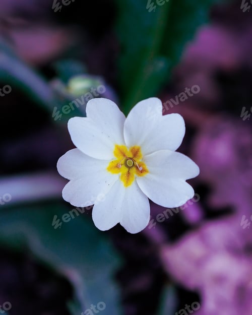 Preview: A Vertical Shot Of A Blooming White Primrose Flower In The Garden