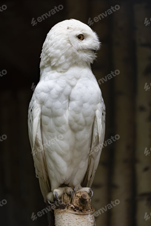 Preview: A Vertical Selective Focus Shot Of A White Owl In Branitz Park In Germany