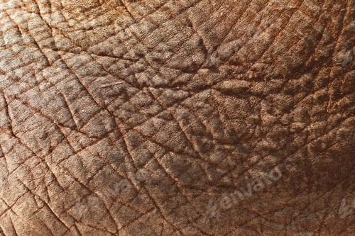 Preview: A Closeup Shot Of An Asian Elephant'S Skin - Perfect For Background
