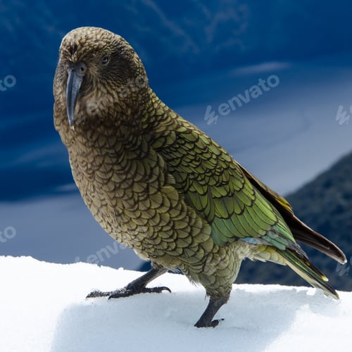 Preview: A Selective Focus Shot Of A Nestor Kea In New Zealand