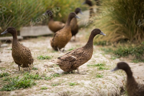 Preview: A Closeup Shot Of Brown Ducks Walking On The Shore Next To Green Plants During Daylight