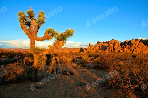 Preview: Desert Landscape Of Joshua Tree National Park At Sunset, California, Usa