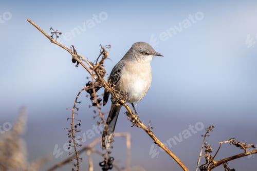 Preview: A Closeup Of A Northern Mockingbird On A Branch In A Field Under The Sunlight With A Blurry