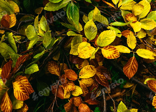 Preview: A Closeup Shot Of Colorful Leaves Under The Sunlight In Autumn - Perfect For Wallpapers