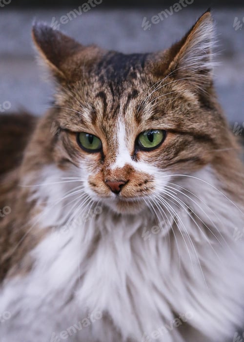 Vorschau: Schöne Straßenkatze mit grünen Augen