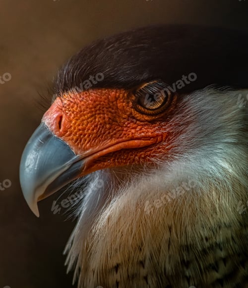 Preview: A Portrait Of A Southern Crested Caracara Under The Lights With A Blurry Background