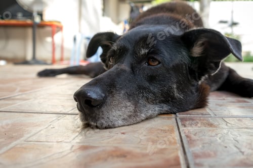 Preview: A Closeup Shot Of An Old Dog Resting On A Tiled Surface With A Blurred Background