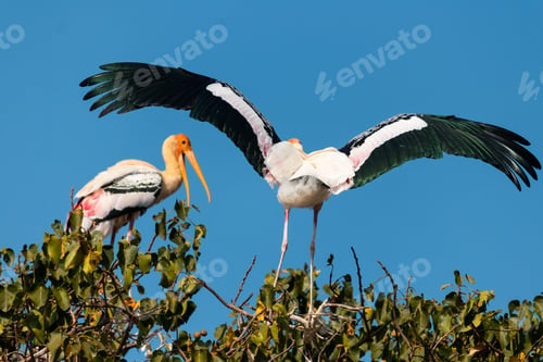 Preview: A Closeup Shot Of A Stork