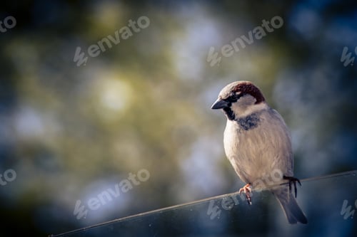 Preview: A Selective Focus Shot Of A Bird Sitting On A Thin Wire - Perfect For Background