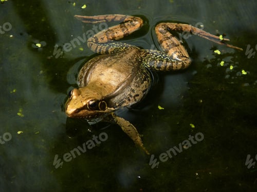 Preview: A High Angle Macro Shot Of A Frog In The Pond - Perfect For Background