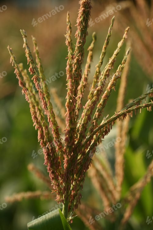 Preview: A Vertical Closeup Shot Of A Heather Plant