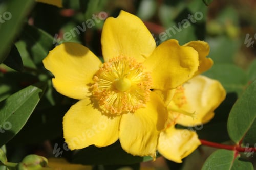 Preview: A Closeup Shot Of A Hypericum Flower With A Blurred Background