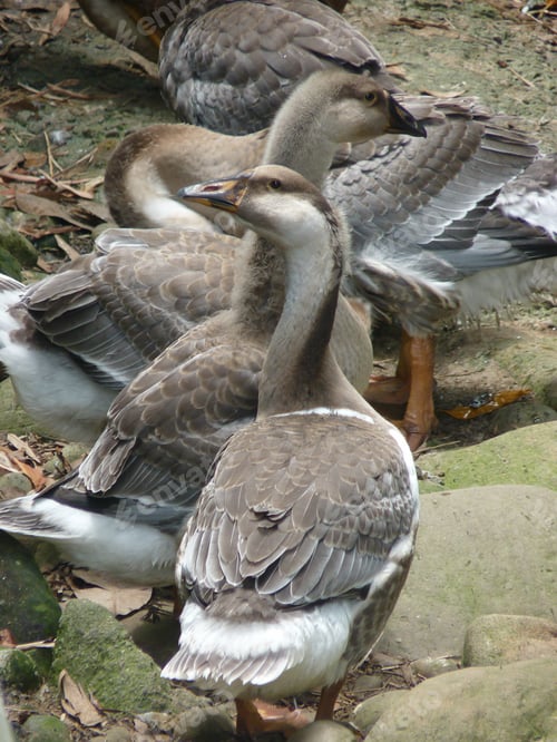 Vista previa: A Vertical Shot Of Geese On The Stone Surface Covered In Moss