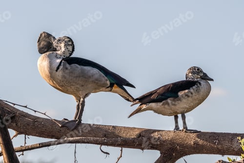 Preview: Two Opposite Facing Knob-Billed Ducks On A Branch In The Evening Sun In Kruger Np, South Africa