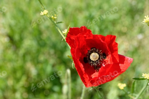Preview: Close up Vibrant Red Poppy in Green Field