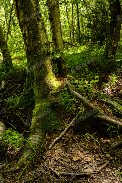 Preview: A Beautiful Shot Of The Forest With Tall Trees Covered With Moss