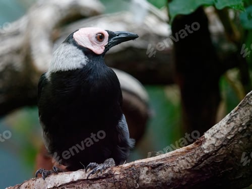 Preview: A Closeup Shot Of A Coleto Mynah Perched On The Tree Branch