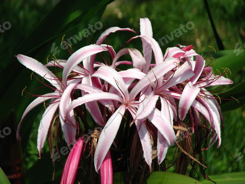 Preview: A Closeup Shot Of Pink Crinum Flowers