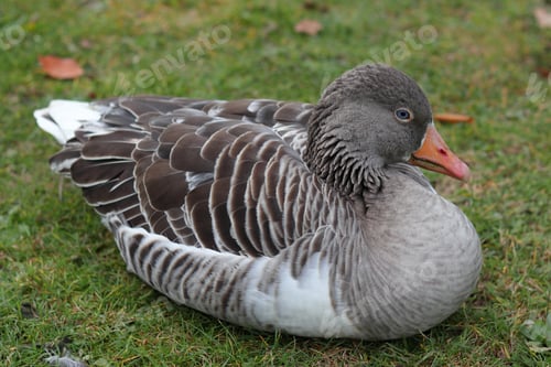 Preview: A Duck With Grey Feathers Sitting On The Grass In A Park