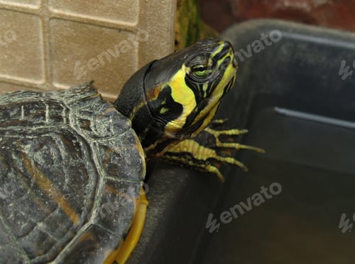 Preview: A Closeup Shot Of A Yellow-Bellied Slider