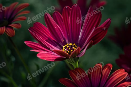 Preview: A Closeup Shot Of Osteospermum Flowers