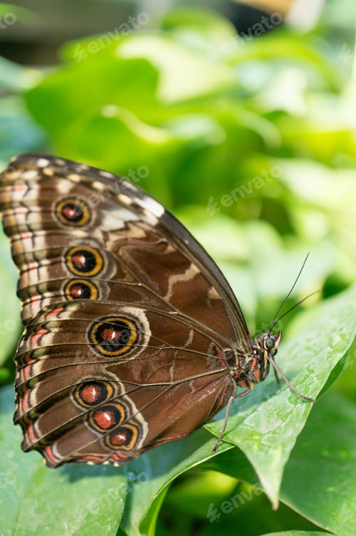 Preview: A Closeup Shot Of A Butterfly On A Green Plant With A Blurred Background