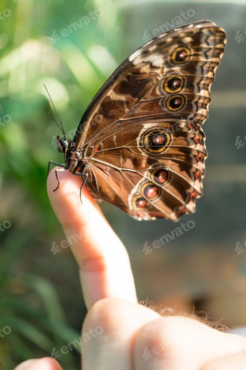 Preview: A Closeup Shot Of A Butterfly On A Person'S Finger
