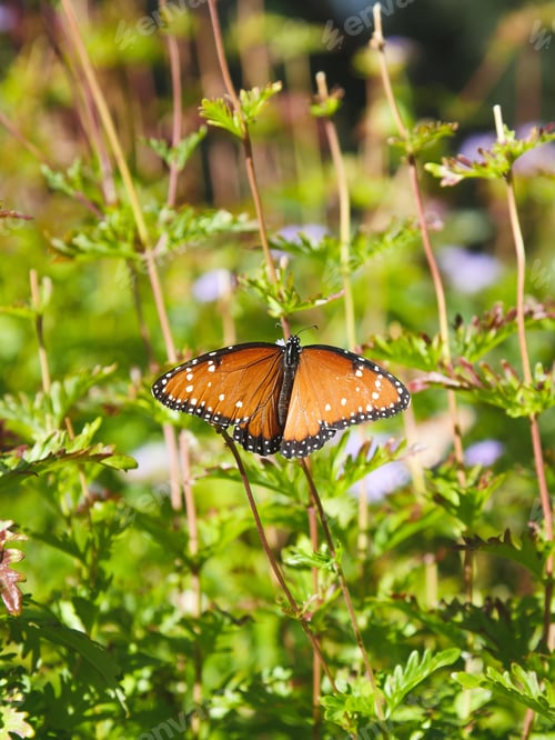 Preview: A Beautiful Vertical Shot Of A Queen Butterfly Perched On Green Plants