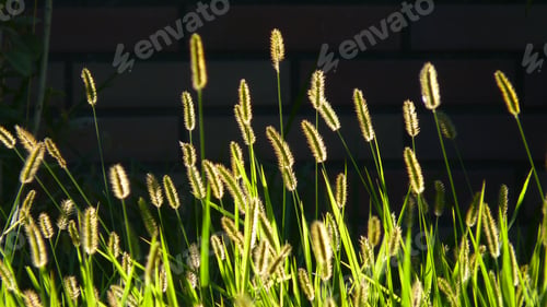 Preview: A Closeup Of Growing Yellow Foxtail Or Yellow Bristle-Grass On The Brick Wall Background