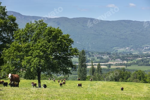 Preview: A Herd Of Cows Producing Milk For Gruyere Cheese In France In The Spring