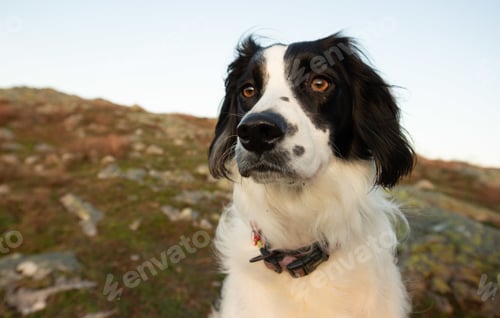Preview: A Closeup Shot Of A Black Welsh Springer Spaniel In A Meadow Under The Light
