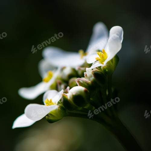 Preview: A Closeup Of Thale Cress Flowers In A Field Under The Sunlight With A Blurry Background