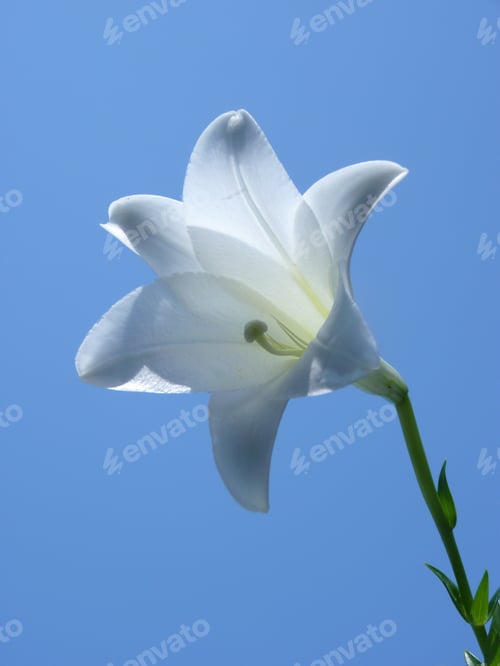 Preview: A Vertical Shot Of White Lily With Blue Sky In The Background