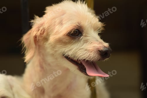 Preview: A Closeup Shot Of A Cute White Dog With Blurred Background