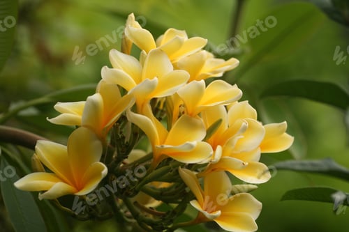 Preview: A Closeup Shot Of Beautiful Yellow Frangipani Flower Petals In The Garden Perfect For Wallpaper