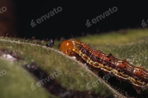 Preview: A Soft Focus Of A Brown Caterpillar On A Leaf Against A Black Background