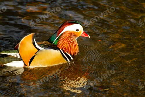 Preview: A Closeup Shot Of A Mandarin Duck Floating Into A Lake