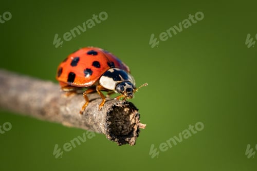 Preview: A Closeup Shot Of A Ladybug On A Branch