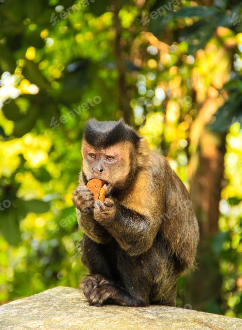 Preview: A Vertical Shot Of A Cute Monkey Sitting On A Stone Surface And Eating A Cookie