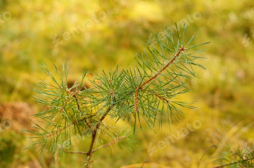 Preview: A Selective Focus Shot Of Pond Pine