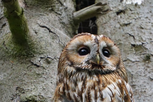 Preview: A Closeup Shot Of An Owl At Daytime
