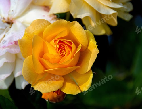 Preview: A Horizontal Closeup Shot Of A Bright Yellow Flower On A Blurred Green Background