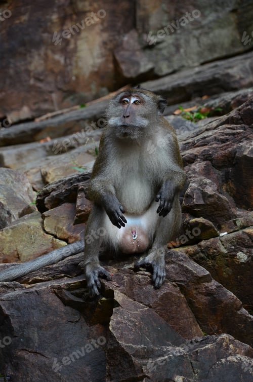 Preview: A Vertical Closeup Shot Of A Macaque Sitting On A Stone