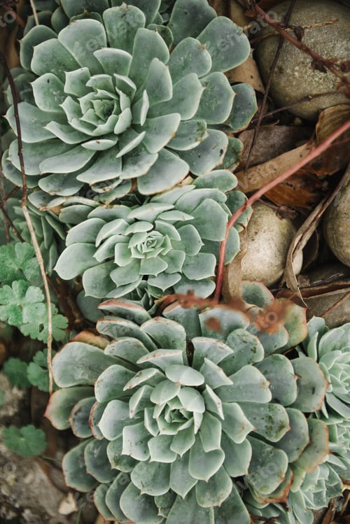 Preview: A Beautiful High Angle Shot Of White Mexican Roses In The Sand - Perfect Wallpaper For Cactus Lovers