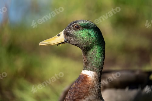 Preview: A Closeup Of A Rouen Duck In A Field Under The Sunlight With A Blurry Background