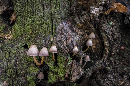 Preview: A Closeup Shot Of A Group Of Mycena Sp. Mushrooms In A Chestnut Forest