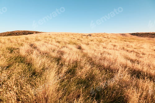 Preview: A Dry Large Grassland And The Clear Sky Over It - Perfect For Background